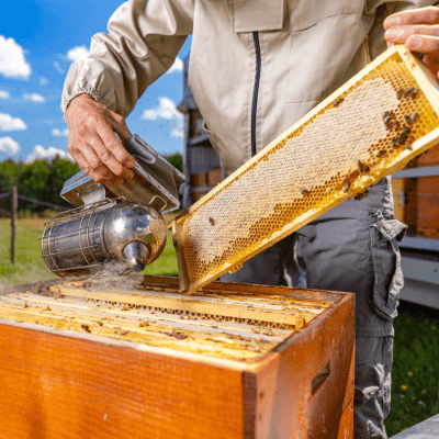 regreso a la colmena